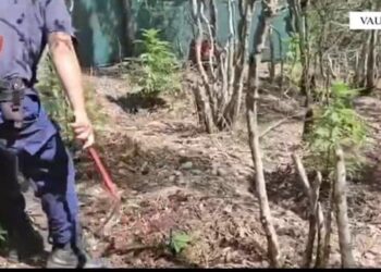 “Territor i pastër”/ Asgjësohen mbi 15 mijë bimë kanabis në Vaun e Dejës, në kërkim kultivuesit