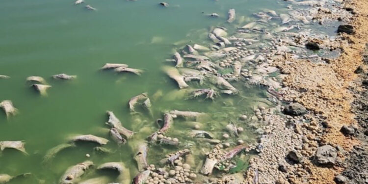 Mbi 5 tonë peshk i ngordhur pushton brigjet e rezervuarit të Petovës në Fier, burim për infeksione