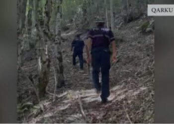 Shkodër/ Asgjësohen mbi 5400 bimë dhe fidanë kanabis