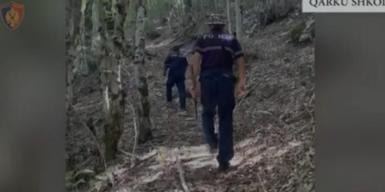 Shkodër/ Asgjësohen mbi 5400 bimë dhe fidanë kanabis