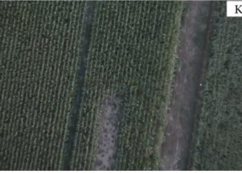 Zbulohet parcela me kanabis, arrestohet 50-vjeçari