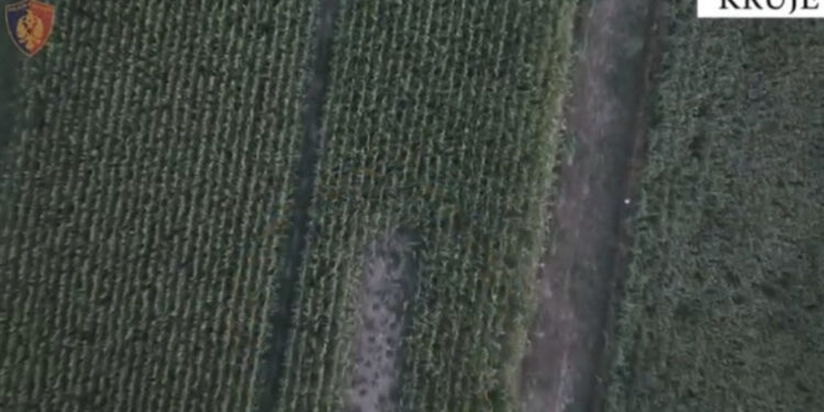 Zbulohet parcela me kanabis, arrestohet 50-vjeçari