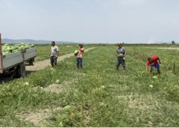 Shalqiri mbetet në arë! Fundosen fermerët e Imshtës: Nuk mund ta shesim nën kosto, rrezikojmë të falimentojmë!