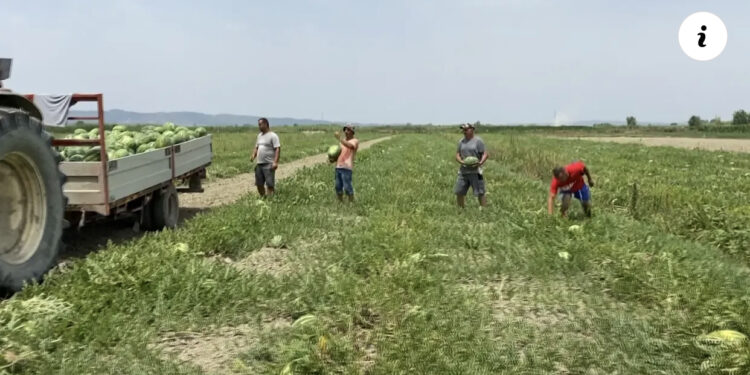 Shalqiri mbetet në arë! Fundosen fermerët e Imshtës: Nuk mund ta shesim nën kosto, rrezikojmë të falimentojmë!
