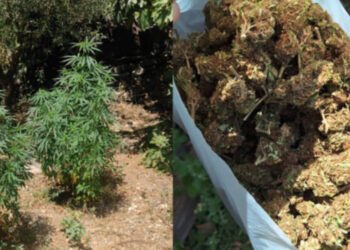 Në Lazarat kujtojnë kohët e vjetra/ Mbolli kanabis në oborrin e shtëpisë, arrestohet nga policia