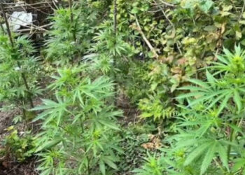 Arrestohet 35-vjeçari në Krujë, kultivoi kanabis pranë shtëpisë