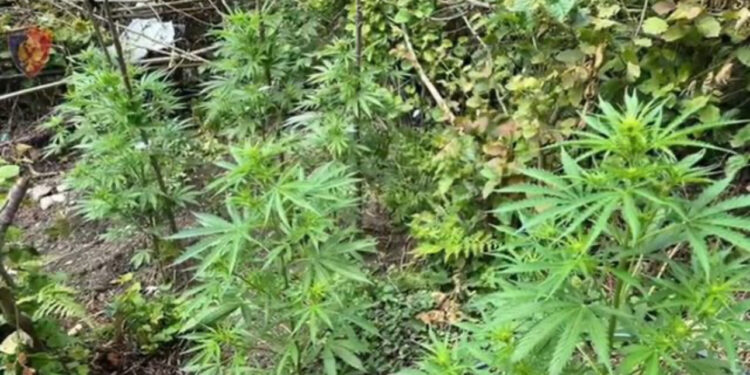 Arrestohet 35-vjeçari në Krujë, kultivoi kanabis pranë shtëpisë