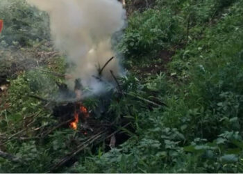 Lulëzon kanabisi, 12 të arrestuar në Krujë