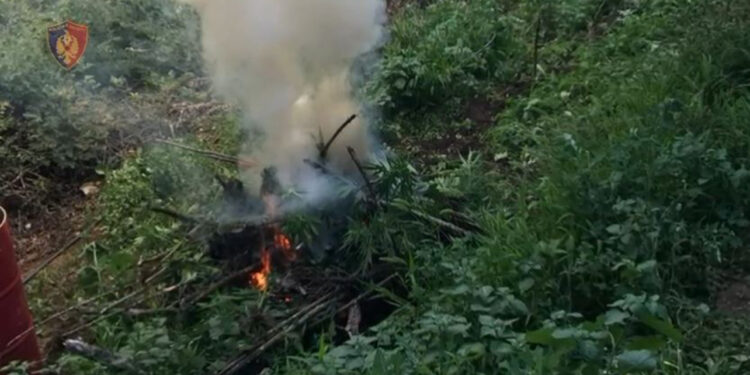 Lulëzon kanabisi, 12 të arrestuar në Krujë