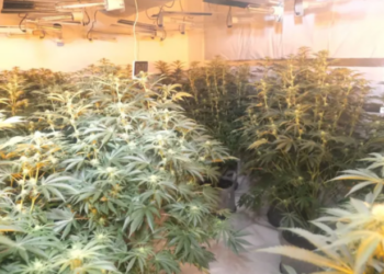 Sapo kishte dalë nga burgu, shqiptari kapet në shtëpinë e barit me vlerë 170 mijë paund