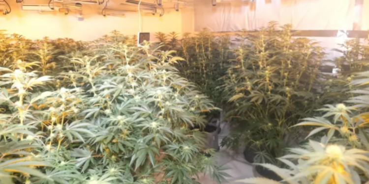 Sapo kishte dalë nga burgu, shqiptari kapet në shtëpinë e barit me vlerë 170 mijë paund