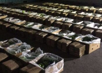 Të fshehura në banane, kapen kokainë me vlerë 220 milionë dollarë në Ekuador, arrestohen pesë persona