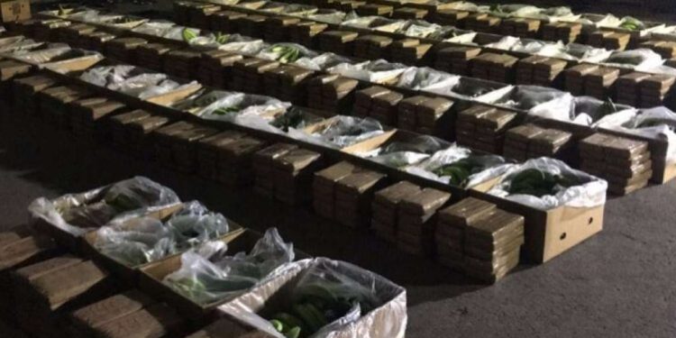 Të fshehura në banane, kapen kokainë me vlerë 220 milionë dollarë në Ekuador, arrestohen pesë persona
