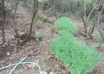 FOTO/ Zbulohet plantacioni me mbi 2000 bimë kanabisi në kufirin greko-shqiptar, ishte i pajisur me sistem vaditje dhe rezervuar uji