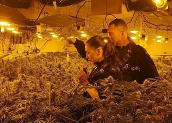 EMRAT/ Kthyen pishinën në fermë kanabisi në Angli, dy shqiptarë dënohen me gjashtë vite burgn, i treti pret dënimin