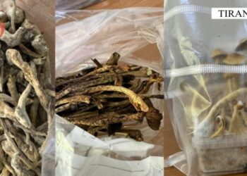 Lëvizte me kanabis dhe kërpudha magjike, arrestohet amerikani në Tiranë