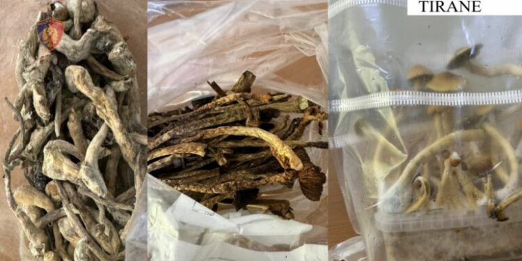 Lëvizte me kanabis dhe kërpudha magjike, arrestohet amerikani në Tiranë