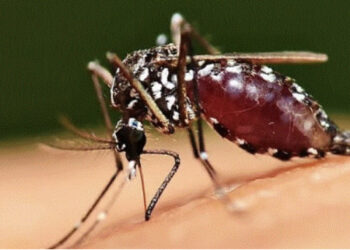 Konfirmohet në Kosovë rasti i parë me virusin ‘Ethet e Nilit’