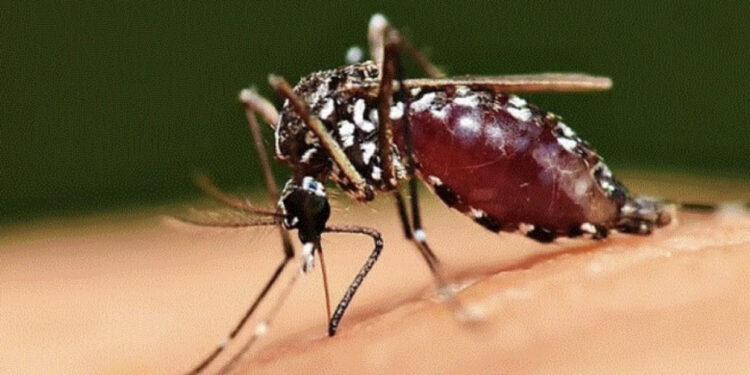 Konfirmohet në Kosovë rasti i parë me virusin ‘Ethet e Nilit’