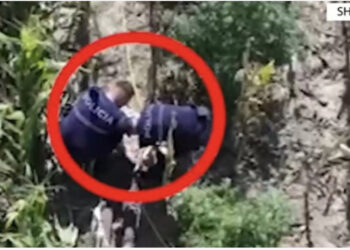 Asgjësohen 361 bimë kanabis në Shkodër, vihet në pranga 67-vjeçari