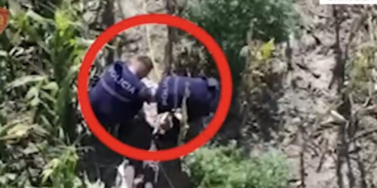 Asgjësohen 361 bimë kanabis në Shkodër, vihet në pranga 67-vjeçari