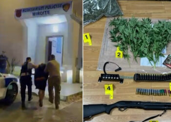Mirditë/Arrestohet 31-vjeçari për kultivimin e kanabisit, në hetim kryeplaku i fshatit!