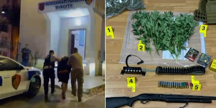 Mirditë/Arrestohet 31-vjeçari për kultivimin e kanabisit, në hetim kryeplaku i fshatit!
