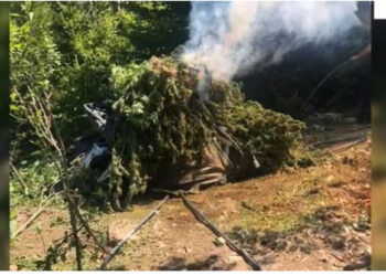 Shkodër/ Asgjësohen rreth 12 mijë bimë kanabis, arrestohet 24-vjeçari, procedohen zyrtarët
