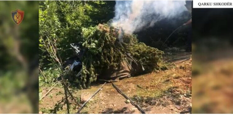 Shkodër/ Asgjësohen rreth 12 mijë bimë kanabis, arrestohet 24-vjeçari, procedohen zyrtarët