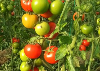 Bujqësia e zhytur në krizë, fermerët ankohen se tregtarët fitojnë në kurriz të tyre