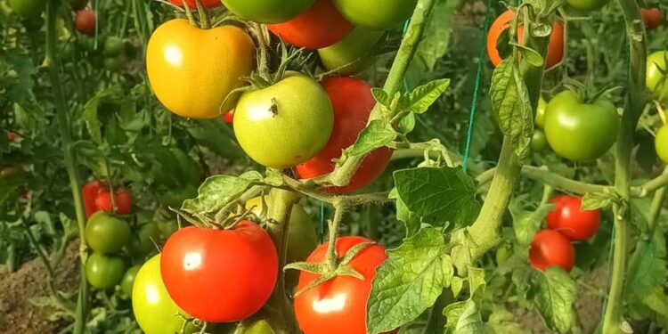 Bujqësia e zhytur në krizë, fermerët ankohen se tregtarët fitojnë në kurriz të tyre