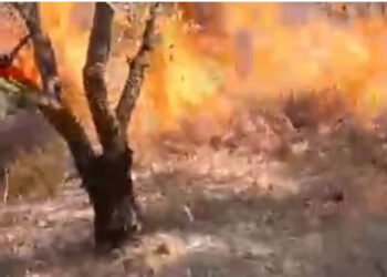 Zjarr në fshatin Lapardha të Beratit, digjen 3 hektarë ullishte