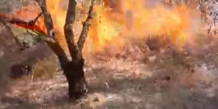 Zjarr në fshatin Lapardha të Beratit, digjen 3 hektarë ullishte