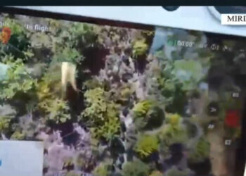 Kujdesej për kultivimin e drogës, arrestohen një person, në kërkim bashkëpunëtori i tij