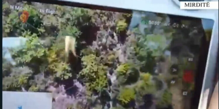 Kujdesej për kultivimin e drogës, arrestohen një person, në kërkim bashkëpunëtori i tij