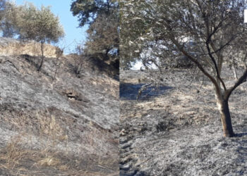 Ndezi zjarr dhe dogji një sipërfaqe toke me 600 rrënjë ullinj, arrestohet 24-vjeçari