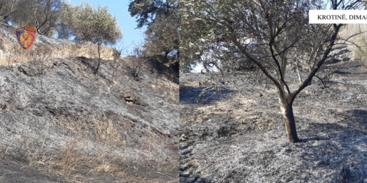 Ndezi zjarr dhe dogji një sipërfaqe toke me 600 rrënjë ullinj, arrestohet 24-vjeçari