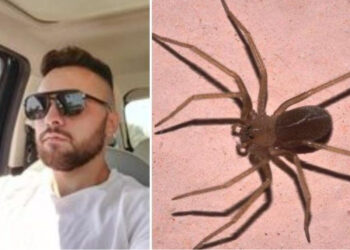 U pickua nga merimanga “violinë”, humb jetën 23-vjeçari në Itali