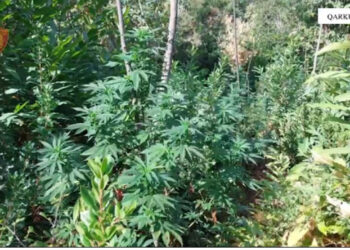 Shkodër/ Asgjësohen 2848 bimë kanabisi, në kërkim 48-vjeçari