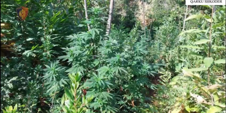 Shkodër/ Asgjësohen 2848 bimë kanabisi, në kërkim 48-vjeçari