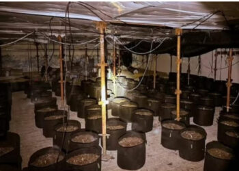 Transformuan pishinën në fermë kanabisi, dënohen 3 shqiptarët në Angli