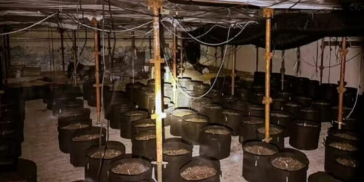 Transformuan pishinën në fermë kanabisi, dënohen 3 shqiptarët në Angli