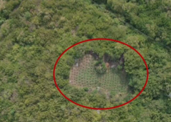 “Territor i pastër”/ Asgjësohen 1790 bimë kanabis në Shkodër, vijon puna për identifikimin e autorëve