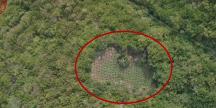 “Territor i pastër”/ Asgjësohen 1790 bimë kanabis në Shkodër, vijon puna për identifikimin e autorëve