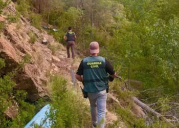 U kap duke kultivuar 1630 bimë kanabisi, arrestohet 44-vjeçari shqiptar në Spanjë