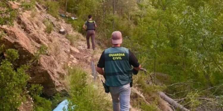 U kap duke kultivuar 1630 bimë kanabisi, arrestohet 44-vjeçari shqiptar në Spanjë