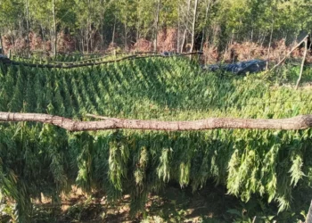 Sekuestrohet mbi 1 ton kanabis