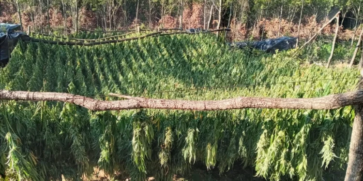 Sekuestrohet mbi 1 ton kanabis