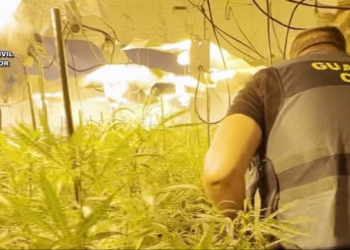 Arrestohet 29-vjeçari shqiptar në Spanjë për kultivimin e 2500 rrënjëve kanabisi