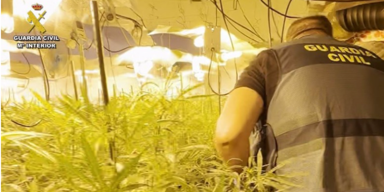 Arrestohet 29-vjeçari shqiptar në Spanjë për kultivimin e 2500 rrënjëve kanabisi